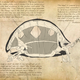 Illustration for article titled If Charles Darwin Had Studied Pokémon...